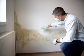 Trusted New City, NY Mold Prevention & Removal  Experts